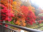 塩原もの語り館前「紅の吊橋」の紅葉は見ごろを迎えています。